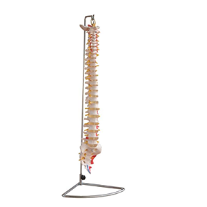 Vertebral Column with Painted Muscles